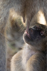 baby chacma baboon suckling