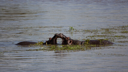 Fototapeta premium hippos playing in the waterhole