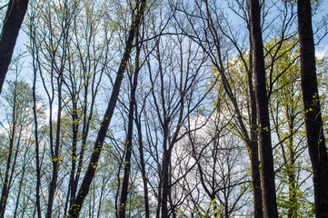 Lots of deciduous trees with young leaves in bloom in springtime. Sunny spring forest