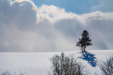 冬美瑛一本木のある風景