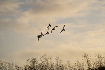 Silhouette bird swans and geese flying through sunset sky orange pastel sunset trees at nature reserve reservoir nottingham flock of airborne birds peaceful and relaxing animals
