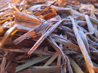 frozen mist or fog on dry weed or hay in winter season in a field with selective focus