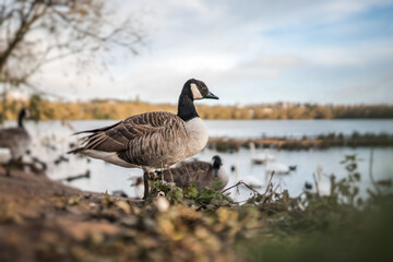 Goose Canadian geese stood on bank of river reservoir proud looking our to the side birds in background at sunset reserve bird clean attractive stood at dusk evening
