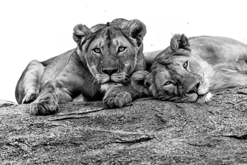 Photo sur Aluminium Noir et blanc Lions N&amp B