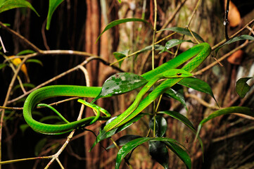 green vine snake // Baumschnüffler, Nasen-Peitschennatter (Ahaetulla nasuta) - Sri Lanka