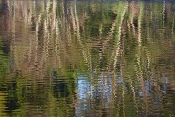 Reflection of the water surface of the pond in the natural park.