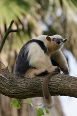 Obraz premium 木の上で尻尾を巻くミナミコアリクイ