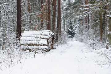 Las w zimowej scenerii, przykryty grubą warstwą śniegu. 