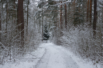 Las w zimowej scenerii, przykryty grubą warstwą śniegu.  © boguslavus