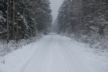 Las w zimowej scenerii, przykryty grubą warstwą śniegu. 