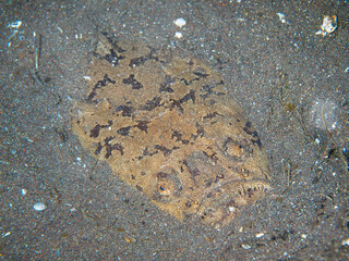 Marbled stargazer hiding in sand (Osezaki, Shizuoka, Japan)