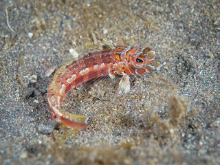 Harlequin sandsmelt on black sand (Osezaki, Shizuoka, Japan)