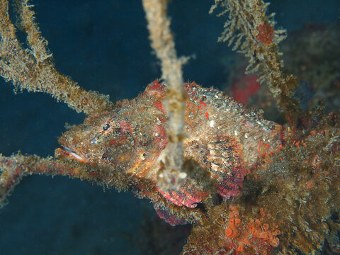 Hairy stingfish camouflaging itself as rock (Osezaki, Shizuoka, Japan)