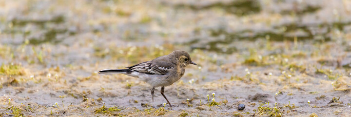 Young white wagtail, Motacilla alba near a river. Portrait of a young common songbird with long tail and black and white feather. Intimate portrait of a cute little bird