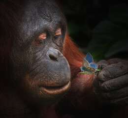 Orangutan with Butterfly