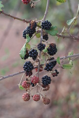 Wild Berries