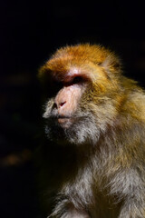 Berberaffe Macaca sylvanus Magot Makake Affe Porträt Sonnen Licht Meerkatze Europa Porträt...