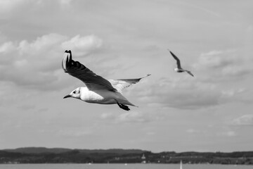 Möwe Vogel Nahaufnahme Graustufen schwarz weiß Flug fliegend Bodensee Deutschland Flügel gleiten Schwingen Wasseroberfläche Wasservogel Fische Jagd weiße Federn Gefieder Schnabel Segeln Ufer 