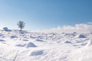 冬美瑛丘の雪越し