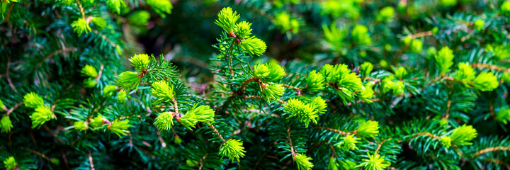 Branches of spruce or conifer background