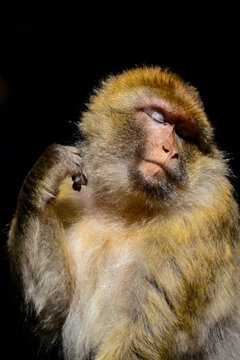Berberaffe Macaca sylvanus Magot Makake Affe Portr&auml;t Sonnen Licht Meerkatze Europa Portr&auml;t freigestellt schwarzer Hintergrund Gesicht Altweltaffe Allesfresser Nase Fell Kopf Blick nah 

