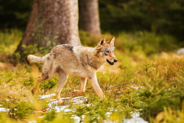 Naklejka na ściany i meble male gray wolf (Canis lupus) running away