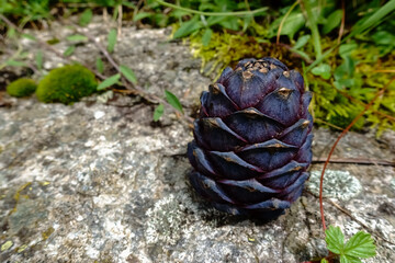 large fresh stone pine on a rock found while hiking