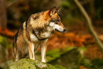 male gray wolf (Canis lupus) he watches the forest carefully