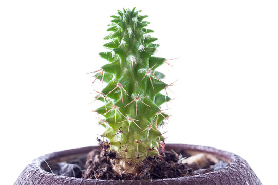 Cactus in a pot on a white background. Macro photo of a cactus.