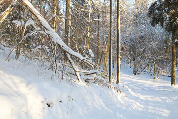 Snow covered forest on a sunny and cold winter day. Latvia. Spruce