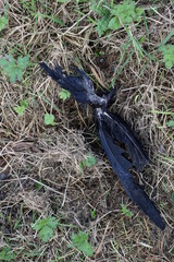 Dead bird on grass