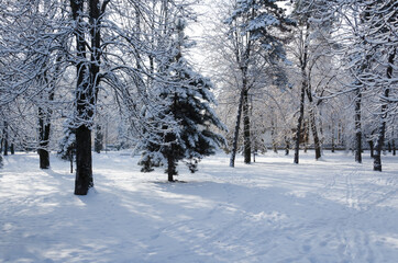 winter trees in the snow