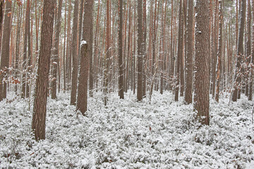 Beautiful forest covered with snow	