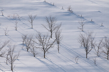 冬美瑛素晴らしい雪影のある時間