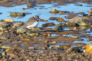 Ringed Plover