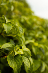 Bush green leavees with copy space and out of focus elements