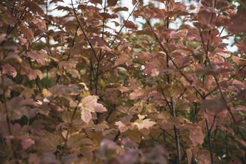 colores de otoño en los arboles