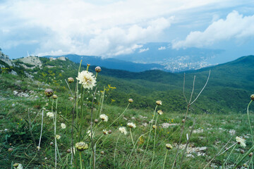 meadow in the mountains