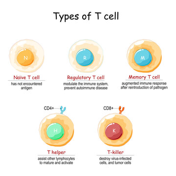 Types of T-cell.  T lymphocyte