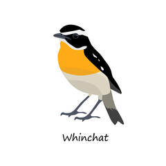 Whinchat isolated on white background. Vector illustration