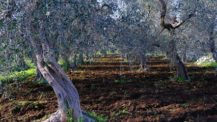 Olive trees