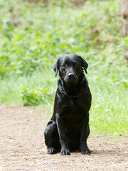 Black Labrador