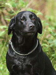 Black Labrador