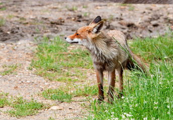red Fox (vulpus vulpes)
 hunting.
