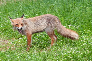 Naklejka na ściany i meble red Fox (vulpus vulpes) hunting.