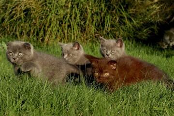 Four newborn kittens - three gray and one brown Shatland breed creeping along the green lawn