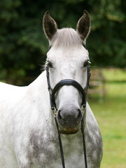Obraz premium Grey Horse Headshot