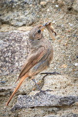 Black redstart female bird with insect in her beak (Phoenicurus ochruros)