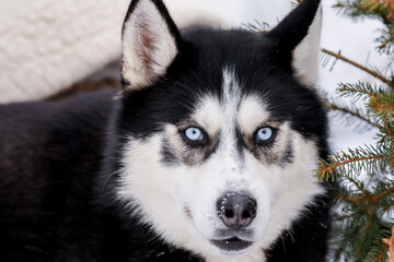 Portrait of a Siberian husky, friendship forever. Pet. Husky