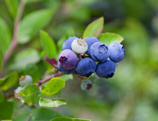 Gardening blueberries. Berry bushes in the garden. Different degrees of ripening berries